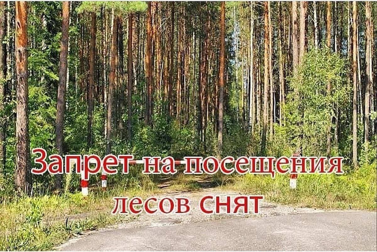 Внимание! Запрет на посещение лесов снят!