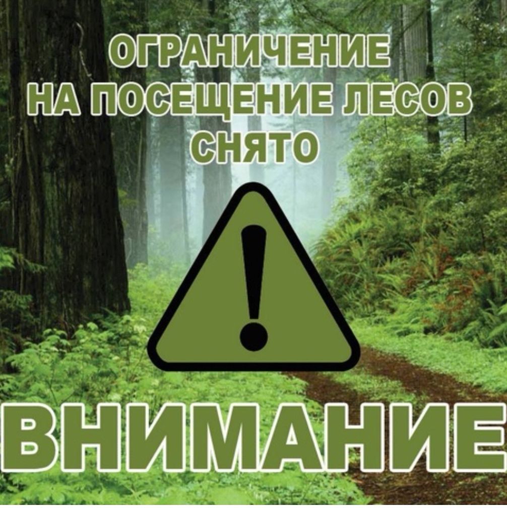 Внимание! Ограничение на посещение лесов снято!